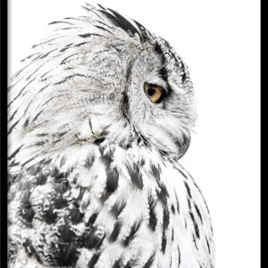 Plakát v rámu 50x70 cm Owl – Styler. Nejlepší citáty o lásce