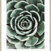 Plakát v rámu 50x70 cm Echeveria – Styler. Nejlepší citáty o lásce