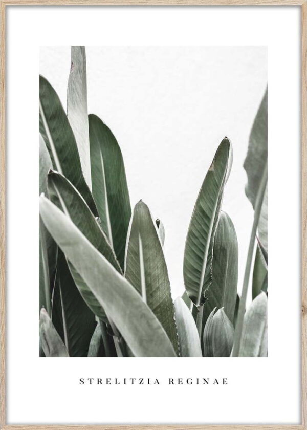 Plakát v rámu 50x70 cm Strelitzia – Styler. Nejlepší citáty o lásce