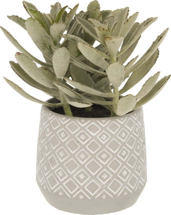 Umělý sukulent (výška 23 cm) Kalanchoe Tomentosa – Kave Home. Nejlepší citáty o lásce