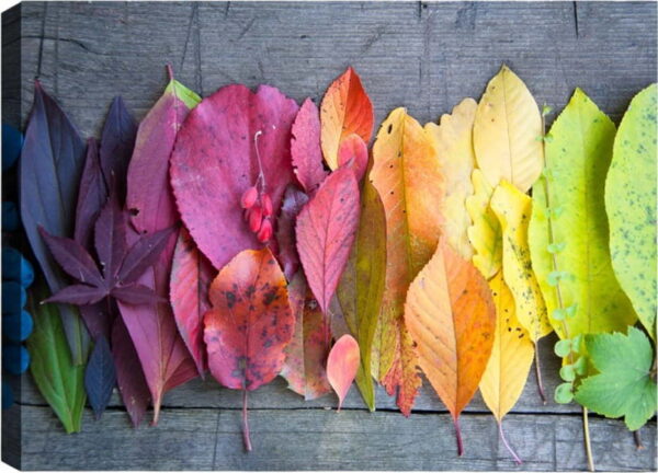 Obraz Tablo Center Autumn Palette