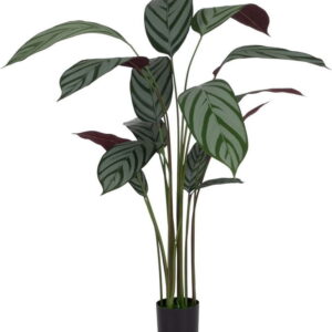 Umělá rostlina (výška 150 cm) Calathea – Ixia. Nejlepší citáty o lásce