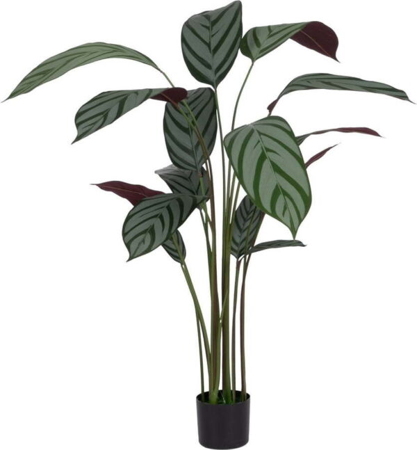 Umělá rostlina (výška 150 cm) Calathea – Ixia. Nejlepší citáty o lásce